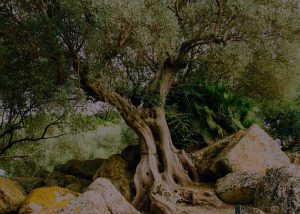 Albero di ulivo e rocce