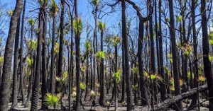 Piante australiane dopo gli incendi